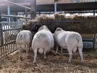 Carnero, Dorper sheep — foto 4
