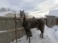 Yegua, Orlov Trotter — foto 4