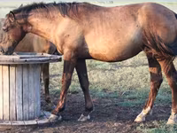 Caballo, Vladimir heavy draft — foto 6