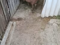 خنزير ذكر, Дюрок — الصورة 2