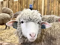 公羊, Romanov sheep — 照片 3