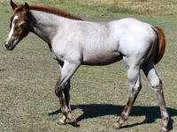Mare, Quarter Horse — photo 2