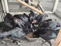 Chickens — الصورة 5