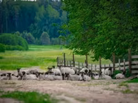 Carnero, Romanov sheep — foto 1