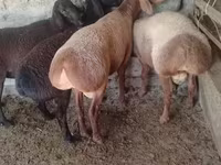 मेढ़ा, Arashan sheep — फ़ोटो 1