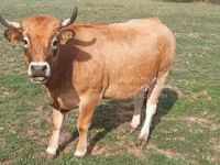 गाय, Aubrac cattle — फ़ोटो 6