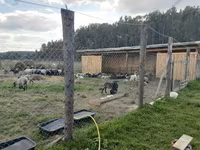 公羊, Romanov sheep — 照片 6