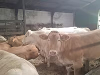 Kuh, Blonde d’Aquitane cattle — Foto 2