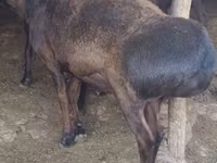 Carnero, Hissar sheep — foto 1