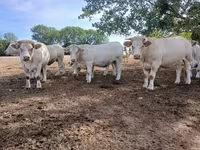 بقرة, Charolais cattle — الصورة 7