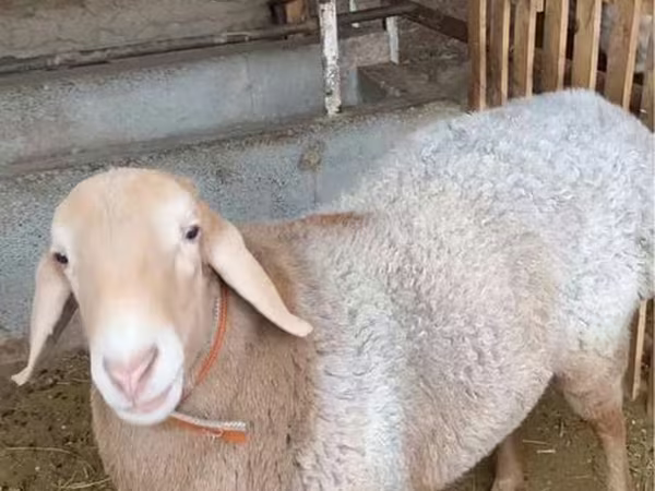 मेढ़ा, भेड़