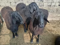 मेढ़ा, Rhon sheep — फ़ोटो 3
