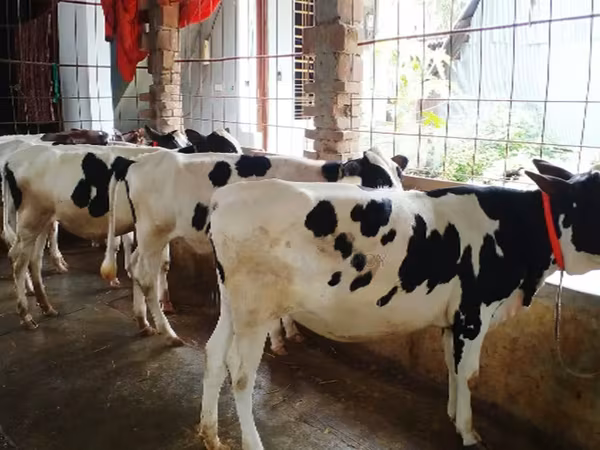 Kuh, Holstein-Rasse