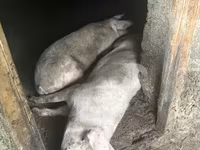 母猪, Крупная белая — 照片 4