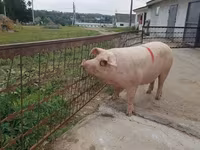 मादा सूअर, सूअर — फ़ोटो 4