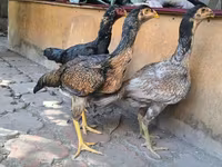 أستراليان غيم — الصورة 5