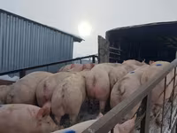 नर सूअर, सूअर — फ़ोटो 4