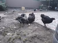 Australorp — Foto 3