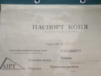Stute, Orlov Trotter — Foto 3
