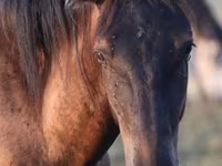 Caballo, Vladimir heavy draft — foto 1