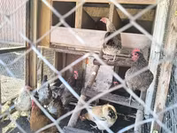 Adler Silver — Foto 6