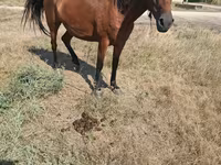 Mare, Horses — photo 3