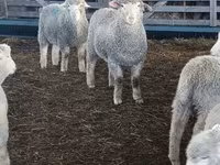 भेड़, Kuibyshev sheep — फ़ोटो 2