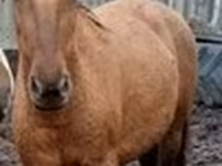 Yegua, Caballos — foto 6
