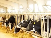 母牛, Cattle — 照片 8