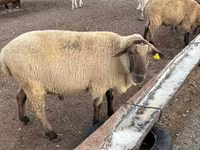 मेढ़ा, Hampshire sheep — फ़ोटो 1