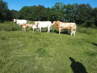 ثور, Blonde d’Aquitane cattle — الصورة 6