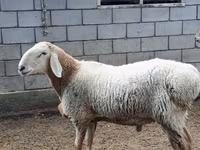 मेढ़ा, Arashan sheep — फ़ोटो 1