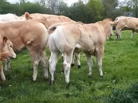 ثور, Blonde d’Aquitane cattle — الصورة 2