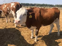 Bulle, Kasachische Weißkopfkuh — Foto 3