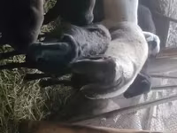 मेढ़ा, Rhon sheep — फ़ोटो 6