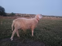 Carnero, Assaf sheep — foto 4