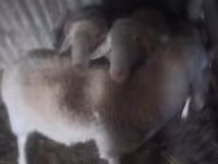 मेढ़ा, Assaf sheep — फ़ोटो 1