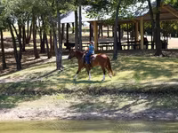 Yegua, Caballos — foto 7