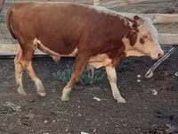 بقرة, Latvian Blue cattle — الصورة 7