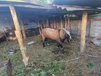 बकरा, LaMancha goats — फ़ोटो 2