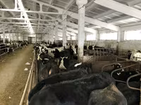 Vaca, Yaroslavl cattle — foto 7