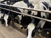 Kuh, Holstein-Rasse — Foto 2
