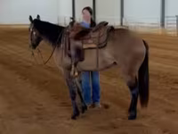 Stute, Quarter Horse — Foto 7