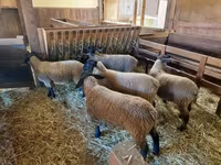 भेड़, Baerchuke sheep — फ़ोटो 4