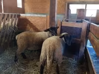 भेड़, Baerchuke sheep — फ़ोटो 1