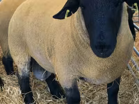 Ram, Dorper sheep — photo 1