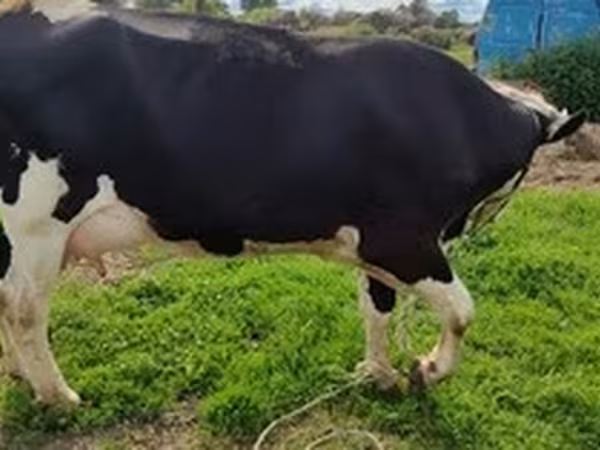 Holstein breed