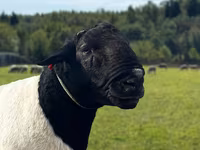 Carnero, Dorper sheep — foto 1
