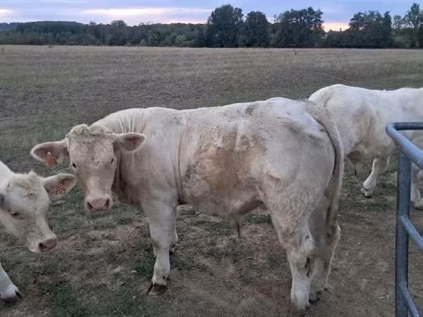 सांड, Charolais cattle