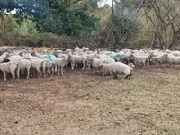 भेड़, Baerchuke sheep — फ़ोटो 2